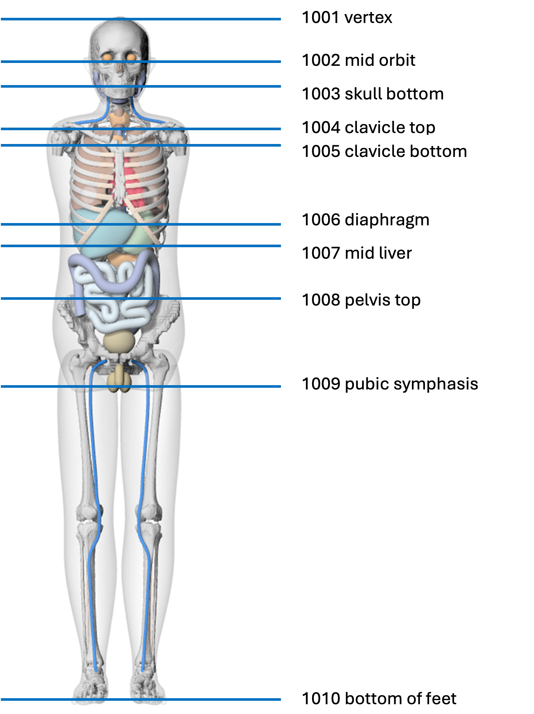 Anatomical landmark IDs