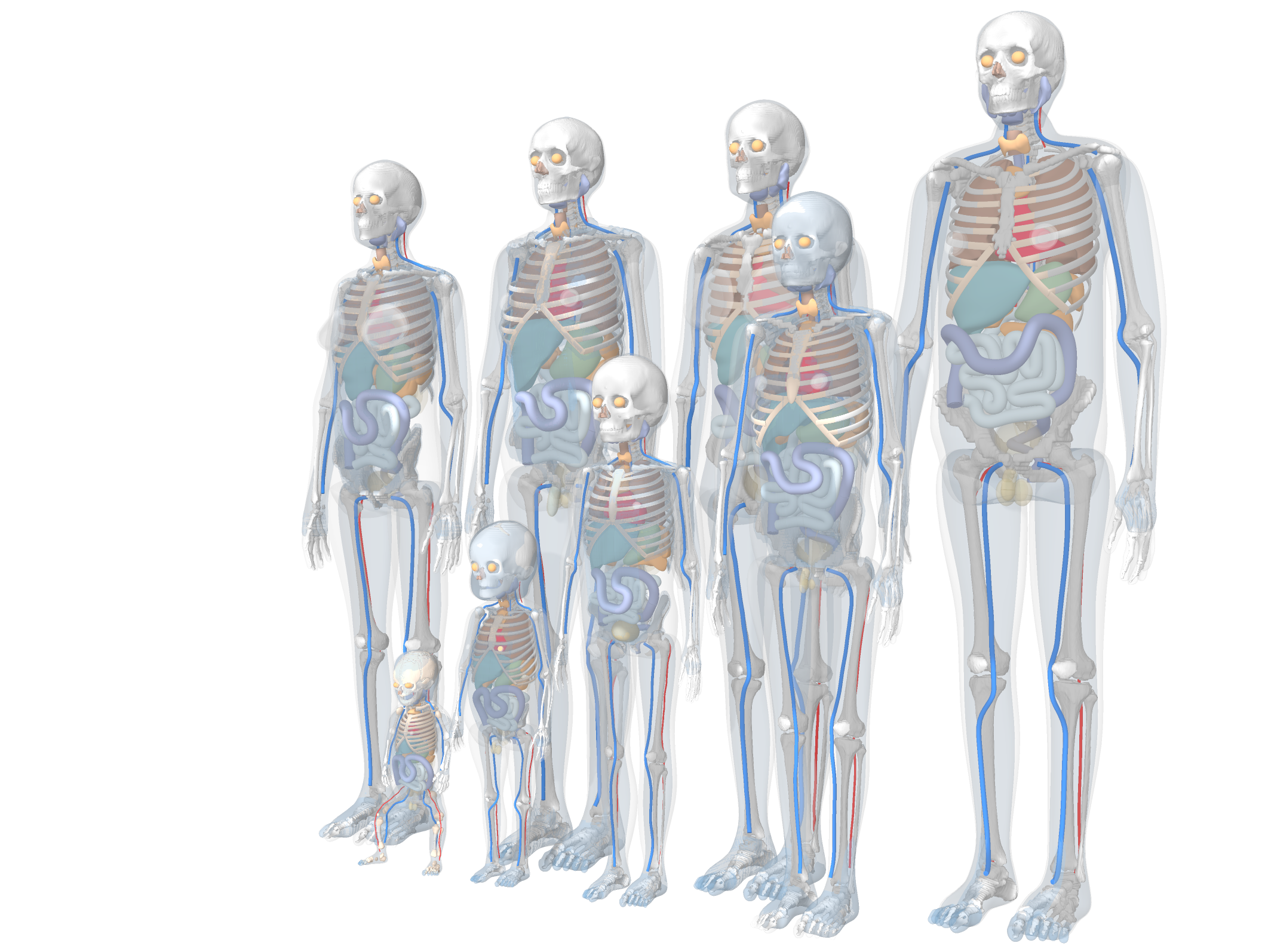 NCI computational human phantom family spanning pediatric, adult, and pregnant anatomies